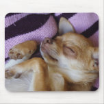 Sleeping Chihuahua Mousepad