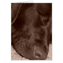 Sleeping Chocolate Lab cards