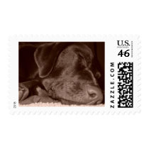 Sleeping Chocolate Lab Postage
