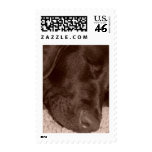 Sleeping Chocolate Lab postage