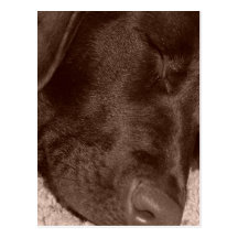 Sleeping Chocolate Lab Postcards