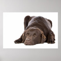 Sleeping Chocolate Labrador Print