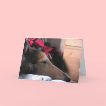 Sleeping Collie Holiday Card by JWallPhotos Sleeping Collie Holiday Card