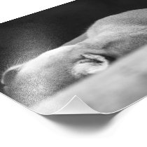 Sleeping Cougar Photographic Print