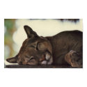 Sleeping Cougar Print