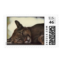 "Sleeping Cougar" Wildlife Photo Postage Stamp by CharlottesPhotos "Sleeping Cougar" Wildlife Photo Postage Stamp