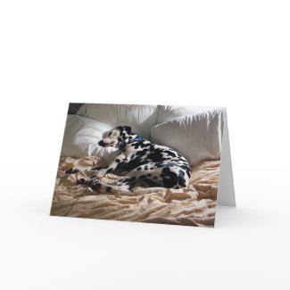 Sleeping Dalmatian card