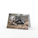 Sleeping Dalmatian cards