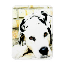 Sleeping Dalmatian Premium Magnet