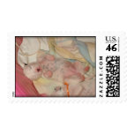 Sleeping Dalmatian Puppy Stamp
