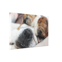 Sleeping Dog Canvas Print