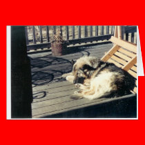 Sleeping_Dog cards
