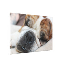 Sleeping Dog Gallery Wrap Canvas