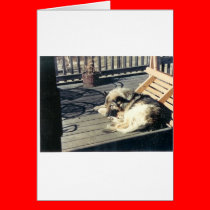 Sleeping_Dog cards