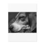 Sleeping Dog Postcards