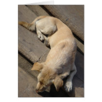 Sleeping Dog Santiago Chile - Travis Murdock cards