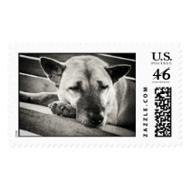 Sleeping Dog Stamp
