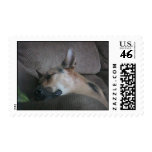 Sleeping Doggie Postage Stamp