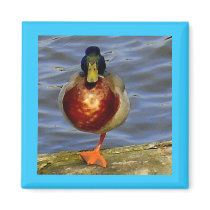Sleeping Duck Magnet