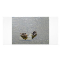 Sleeping Ducks photo cards by A_Phoenix Sleeping Ducks photo cards