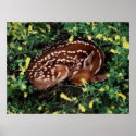 Sleeping Fawn posters