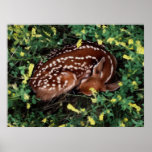 Sleeping Fawn Print