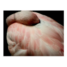Sleeping Flamingo Postcard