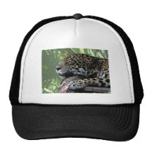 Sleeping Florida jaguar , light green frond back Hats
