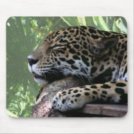 Sleeping Florida jaguar , light green frond back mousepad
