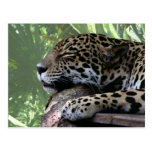 Sleeping Florida jaguar , light green frond back Postcards