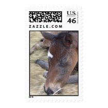 Sleeping Foal postage by dtreasures Sleeping Foal postage