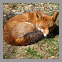 Sleeping Fox posters