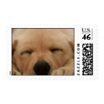 Sleeping Golden Retriever Mailing Label postage