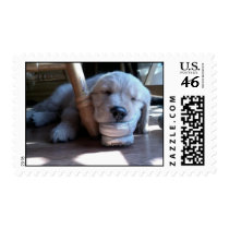 Sleeping Golden Retriever Puppy Stamps