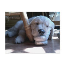 Sleeping Golden Retriever Puppy Post Card