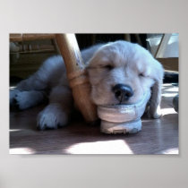 Sleeping Golden Retriever Puppy Poster