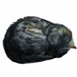 Sleeping Grey Cat Magnet Photo Cutouts
