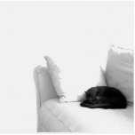 Sleeping Grey Cat on White Sofa Photo Sculptures