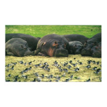 Sleeping Hippos Hippopotamus Portrait posters