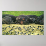 Sleeping Hippos Hippopotamus Portrait posters