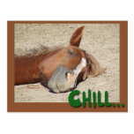 Sleeping  Horse Smile: Chill postcards