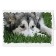 Sleeping Husky Greeting Card