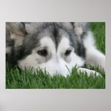 Sleeping Husky Print
