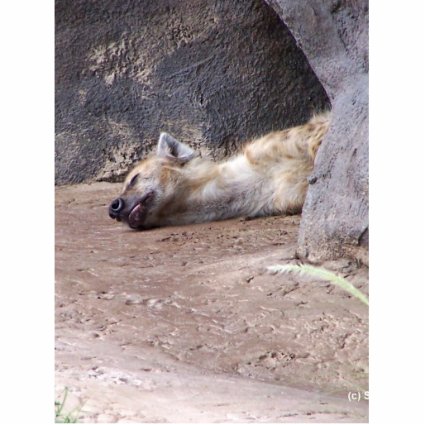Sleeping Hyena head lying on clay ground picture Photo Sculptures