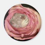 Sleeping in a Pale Pink Rose, Chinese Shar Pei Dog Fridge Magnet