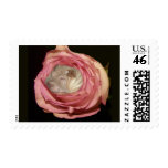 Sleeping in a Pale Pink Rose, Chinese Shar Pei Dog postage