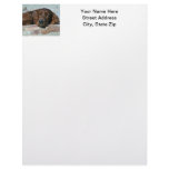 Sleeping Irish Setter Customized Letterhead