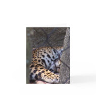 Sleeping jaguar fence tree abstract photograph card
