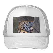 Sleeping jaguar fence tree abstract photograph mesh hats
