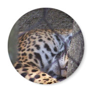 Sleeping jaguar fence tree abstract photograph magnet